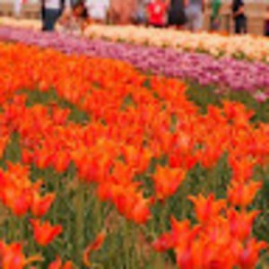 Meet your Posher, Alice